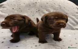 Labrador Retriever dogs for sale: 3 beautiful labrador puppies - Image 4