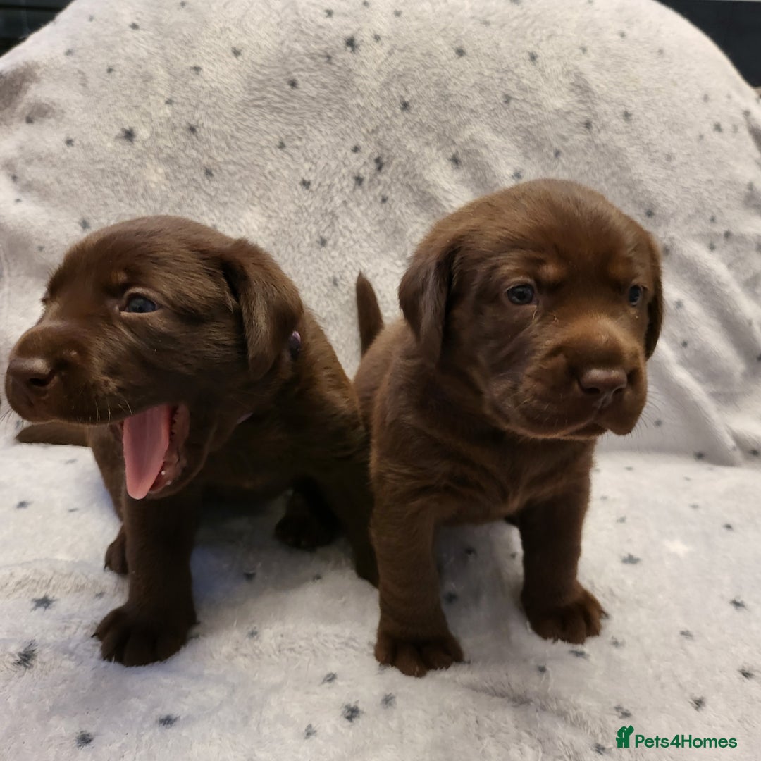 Labrador Retriever dogs for sale: 3 beautiful labrador puppies - Image 4