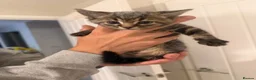 Bengal cats for sale: 3 bengal kittens  - Advert 19