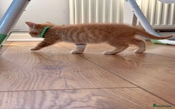 Maine Coon cats for sale: 🐾 Maine Coon Kittens X needing forever home 🐾 - Image 24