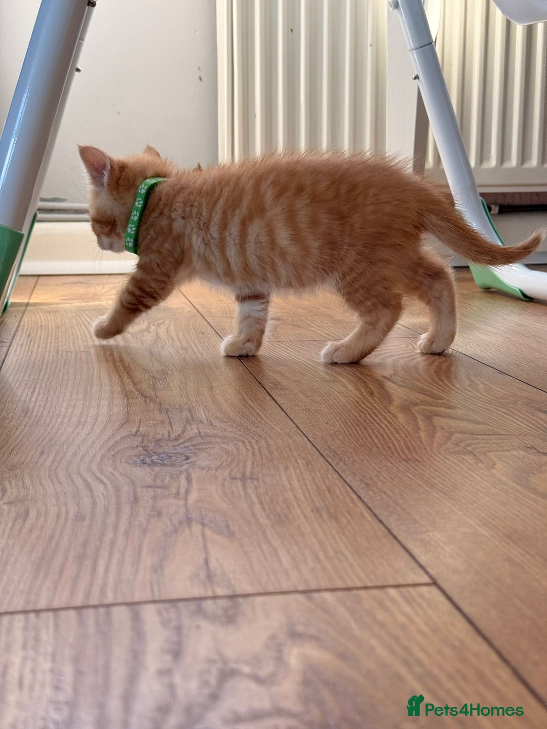 Maine Coon cats for sale: 🐾 Maine Coon Kittens X needing forever home 🐾 - Image 24