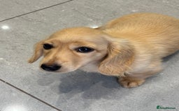 Miniature Dachshund dogs for sale: English Cream Mini Long Haired Dachshund  - Image 1
