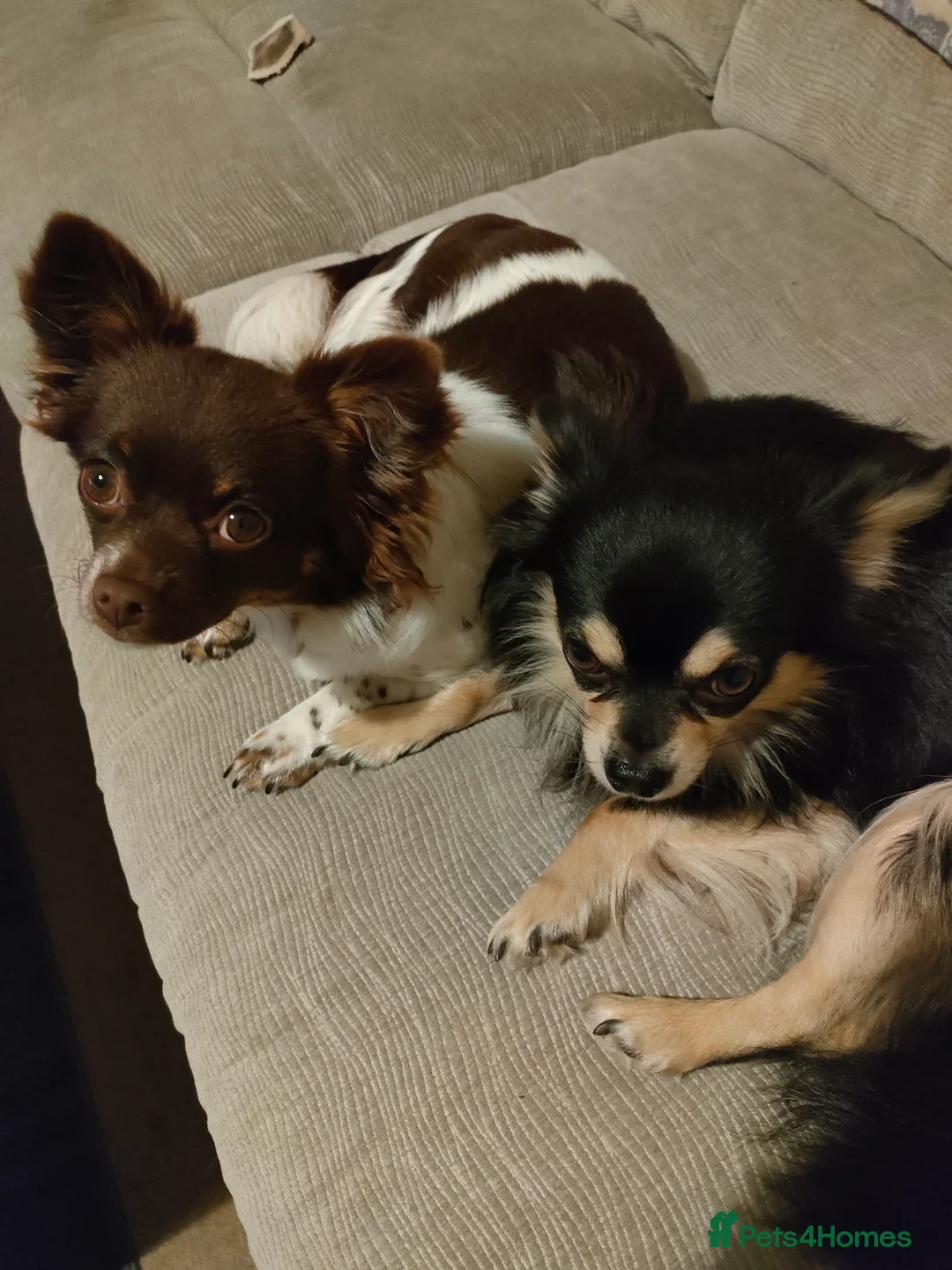 Chihuahua dogs for stud: Stud long haired Chihuahua  - Advert 7