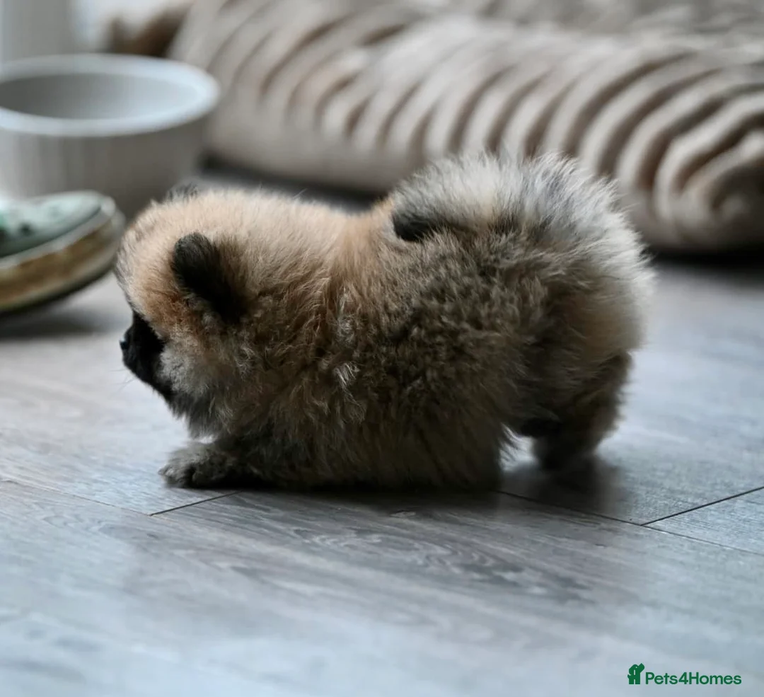 Pomeranian dogs for sale: Gorgeous small Pomeranian puppies 🧸  - Advert 5