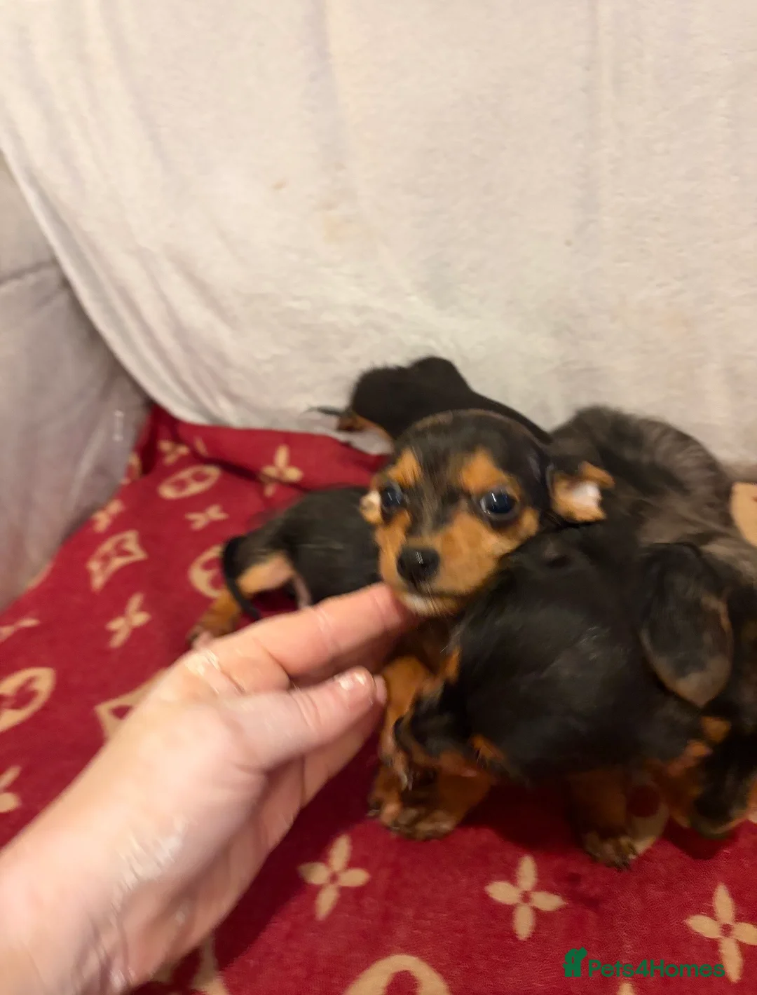Dachshund dogs for sale: Dachshund  - Advert 3