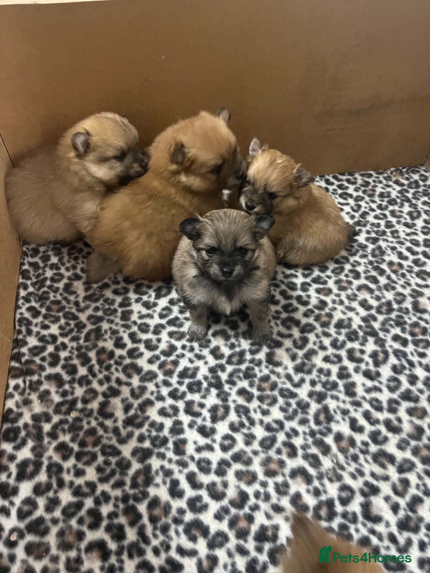 Pomeranian dogs for sale: Beautiful Pomeranian puppies - Advert 12