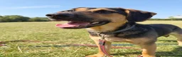 Mixed Breed dogs for adoption: 💙MARCO💙-  1 year old, a lower-medium/medium boy  - Advert 3