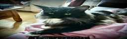 Maine Coon cats for sale: Tuxedo Female Maine Coon available - Advert 1