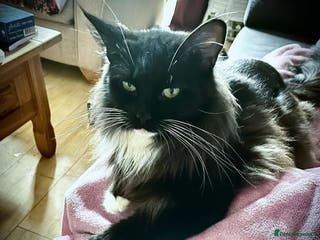 Maine Coon cats Tuxedo Female Maine Coon available - Advert 1