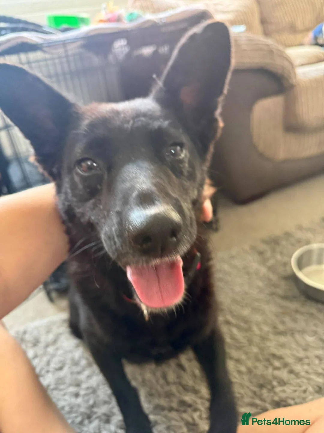 Mixed Breed dogs for adoption: Meet Becca, currently residing in Surrey in Farnborough - Advert 2