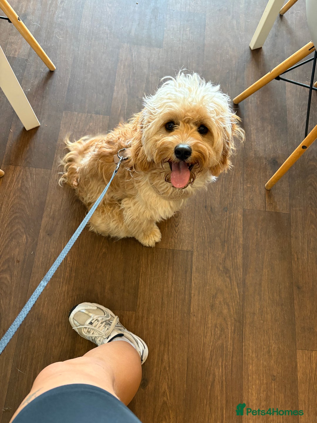 Cavapoo dogs for sale: 8 month old cavapoo for sale  - Image 8