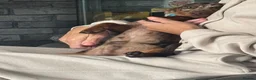 Miniature Dachshund dogs for stud: Buster  - Advert 2