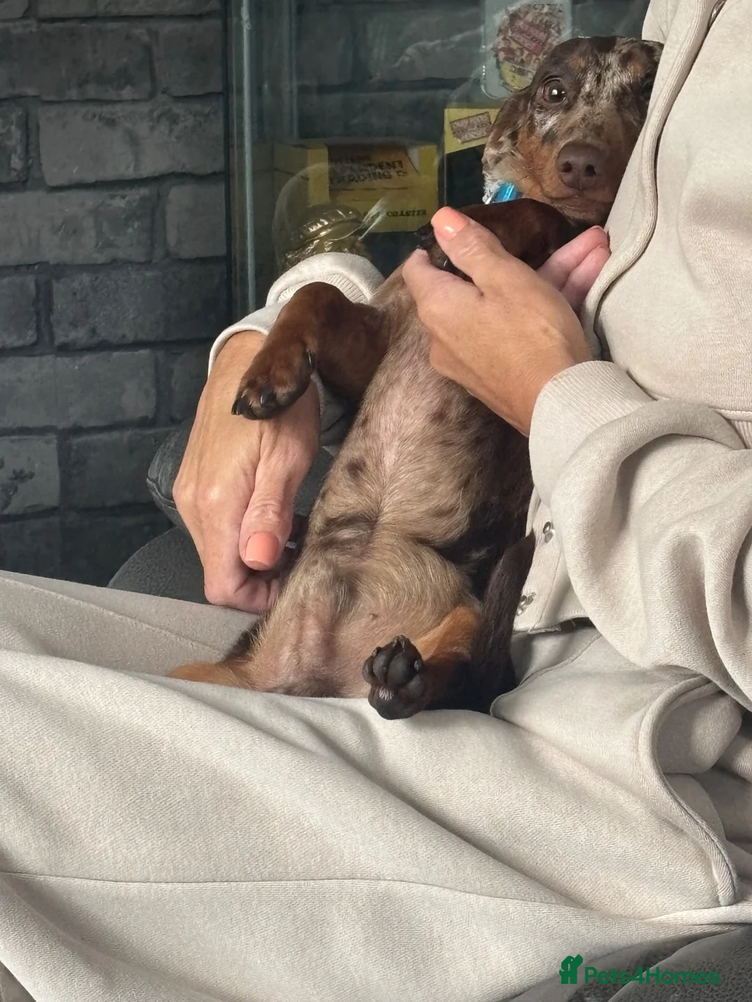 Miniature Dachshund dogs for stud: Buster  - Advert 2