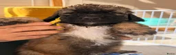 Bernedoodle dogs for sale: Stunning bernedoodle pups puppies  - Advert 16