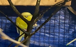 Budgerigars birds for sale: 3 pairs of Budgies  - Advert 3