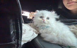 Munchkin cats for sale: Persian short legged munchkin  - Image 3