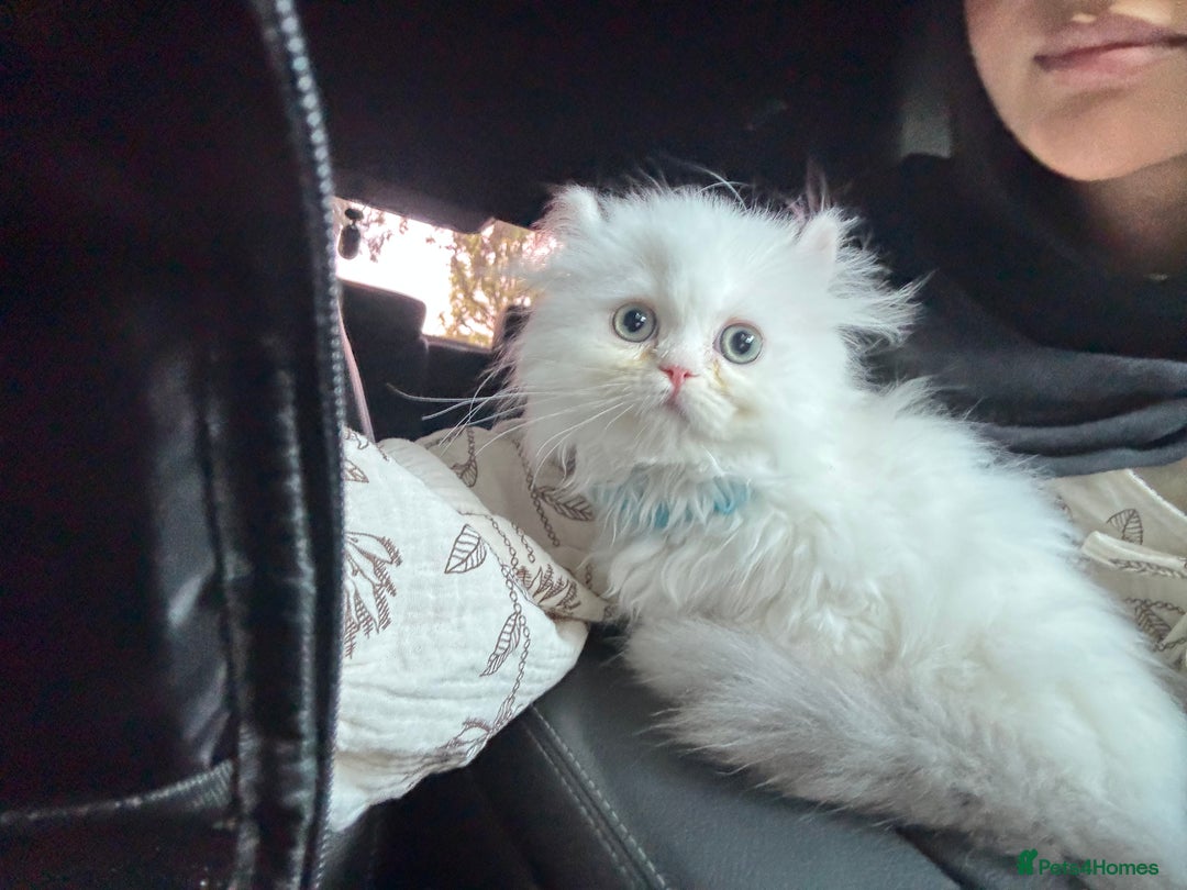 Munchkin cats for sale: Persian short legged munchkin  - Image 3