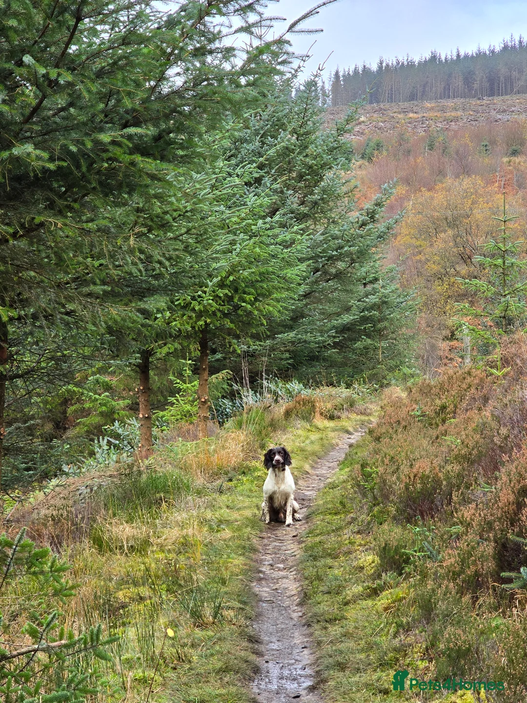English Springer Spaniel dogs for stud: English Springer Spaniel at Stud  - Advert 6