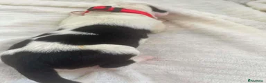 Mixed Breed Puppy 4