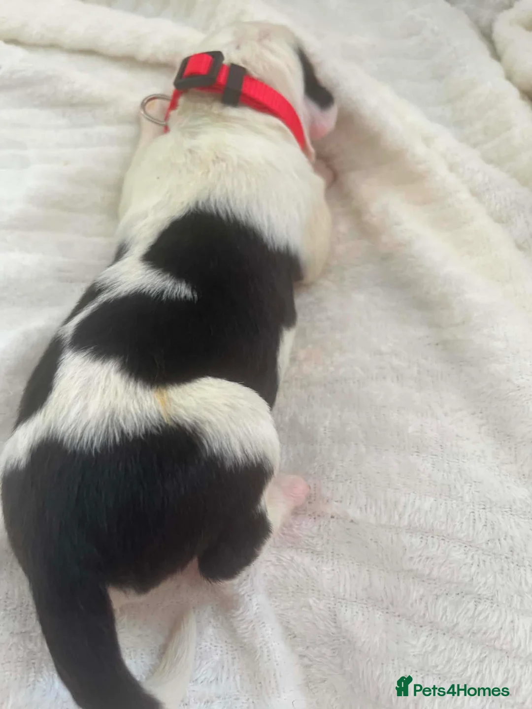 Mixed Breed dogs for sale: Old English saints  - Advert 11