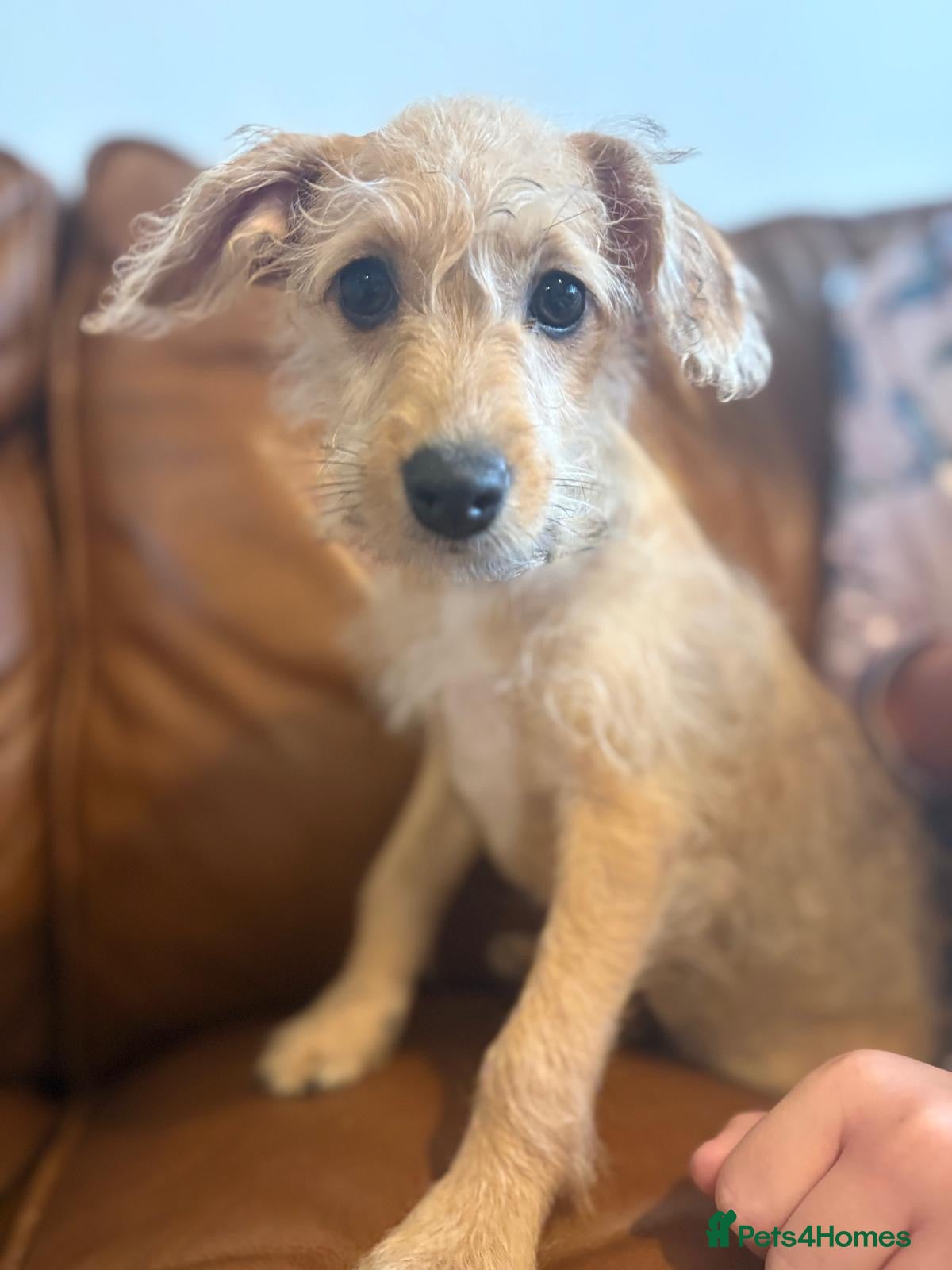 Jackapoo dogs Tiny Jackapoo’s *REDUCED ..READY TO COLLECT* - Advert 1