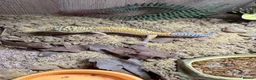 Leopard Gecko reptiles for sale: Beautiful male leopard gecko and full set up  - Advert 3