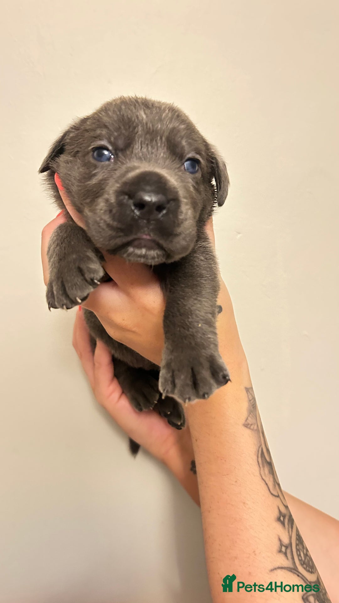 Cane Corso dogs for sale: Cane corso puppies  - Image 18