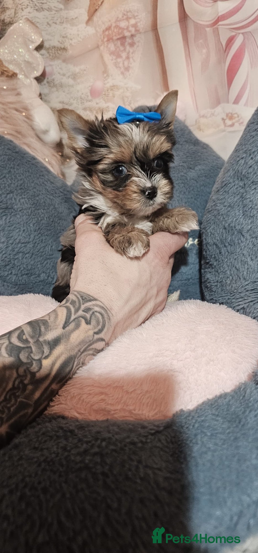 Yorkshire Terrier dogs for sale: Tiny Yorkshire Terrier with one boy merle - Advert 13