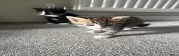 Domestic Shorthair cats for sale: Lovely kittens  - Advert 12