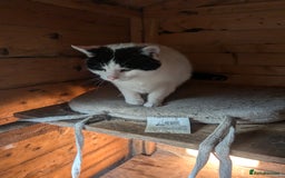 Mixed Breed cats for sale: We are Domino and Dora - Image 3