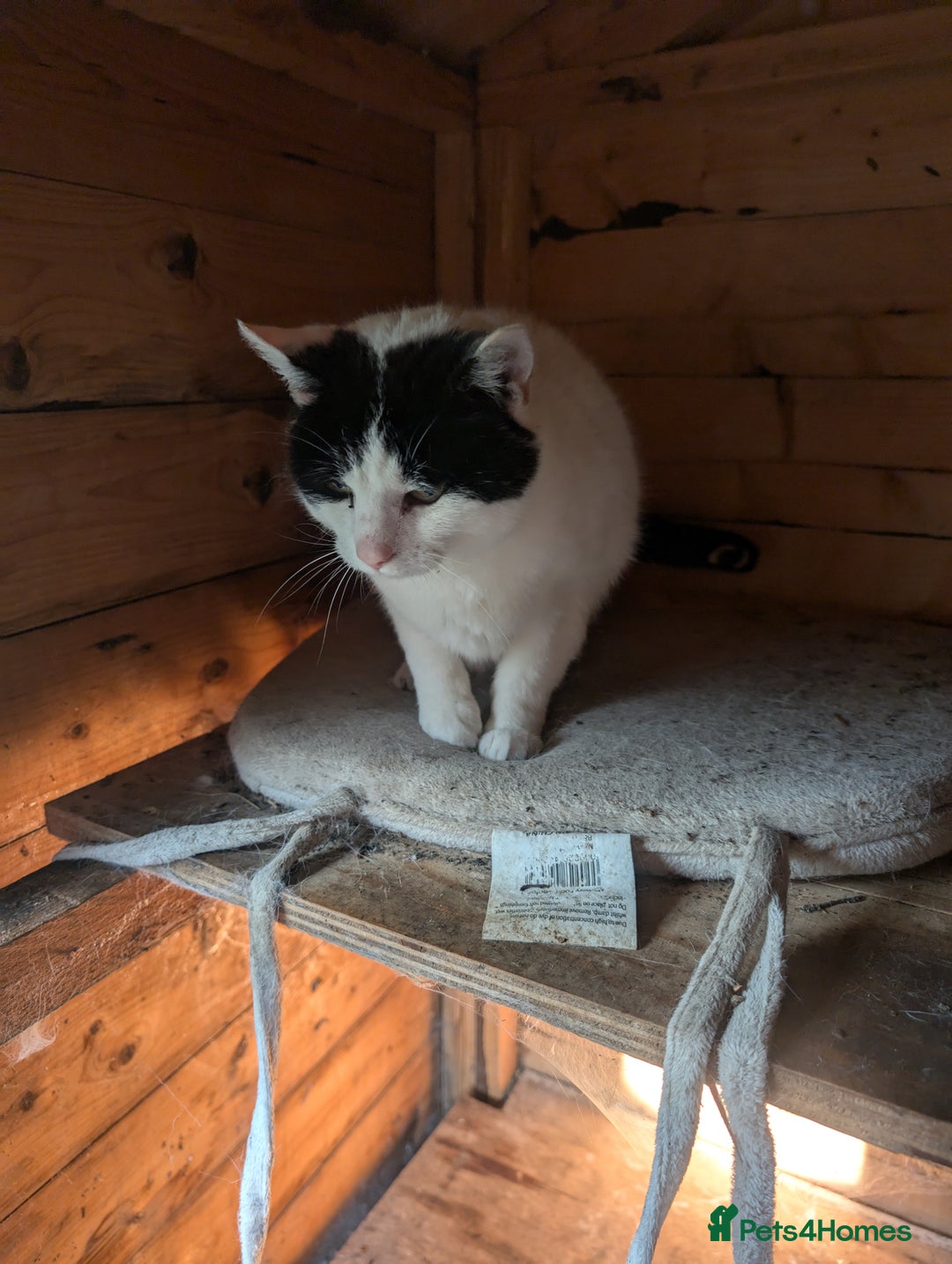 Mixed Breed cats for sale: We are Domino and Dora - Image 3