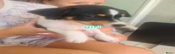Jack Russell dogs for sale: Jack Russell puppies  in Ashford - Advert 6