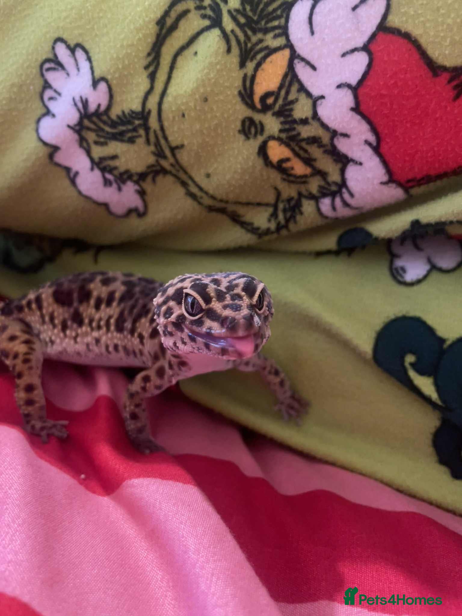 Leopard Gecko reptiles Leopard gecko - Advert 2