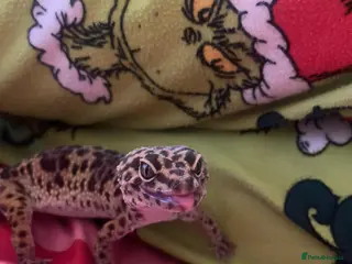 Leopard Gecko reptiles Leopard gecko - Advert 1