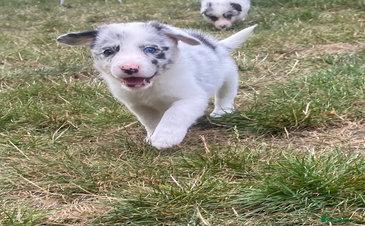 Border Collie dogs - Advert 4