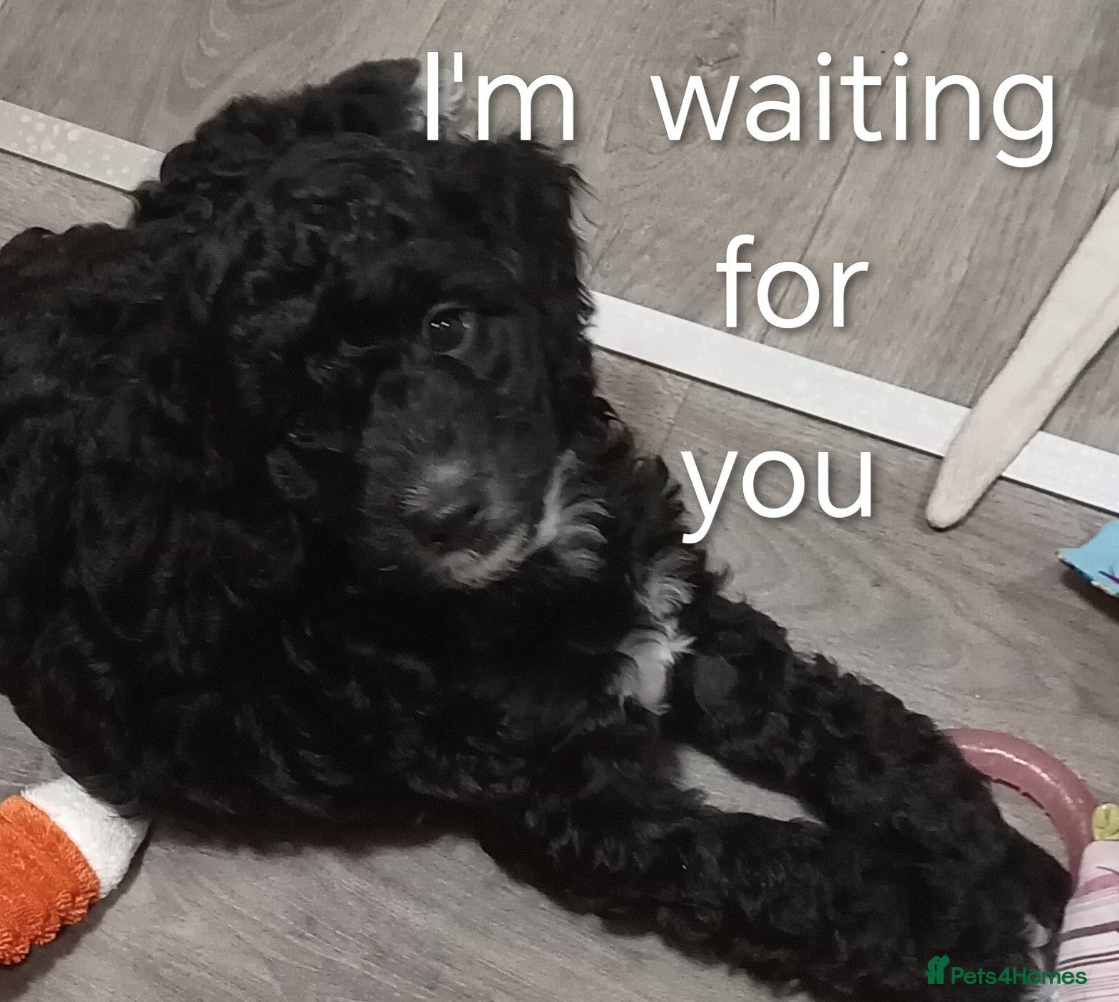 Cockapoo dogs Cockapoo - Advert 2