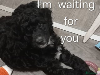 Cockapoo dogs Cockapoo - Advert 17