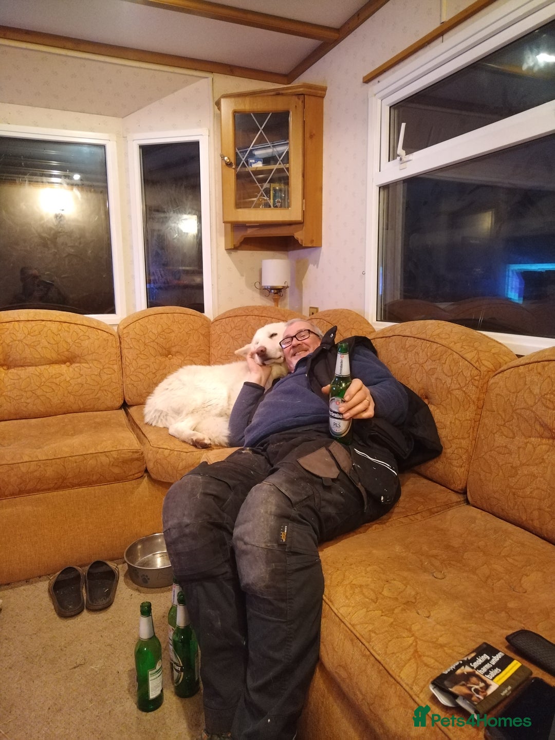 German Shepherd dogs for stud: Dresden - dog for stud in Ballindalloch - Image 5