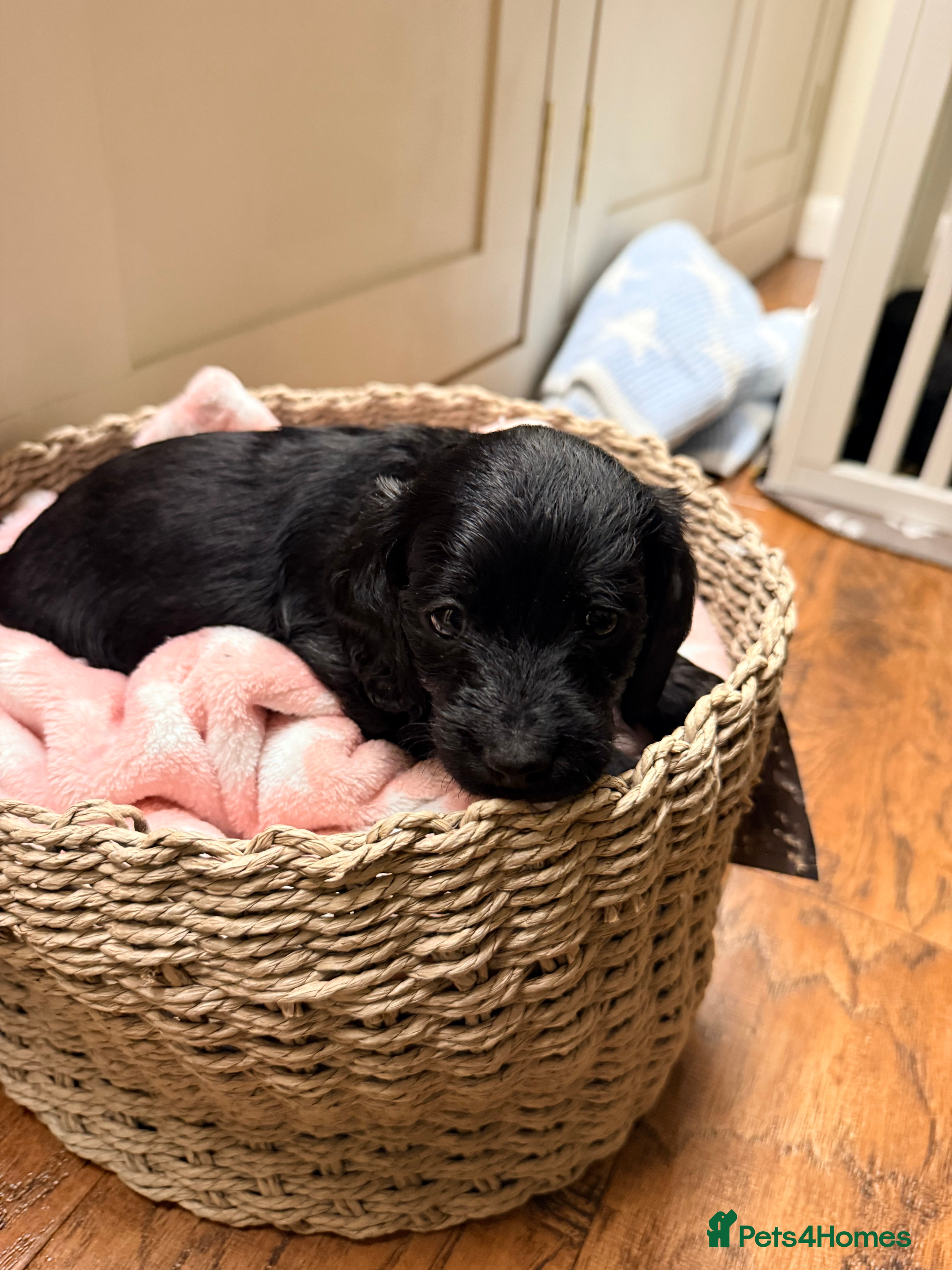 Mixed Breed dogs Doxiepoos - Advert 2