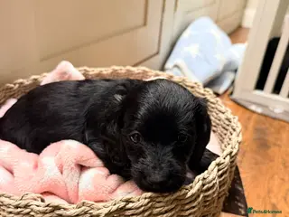 Mixed Breed dogs Doxiepoos - Advert 2