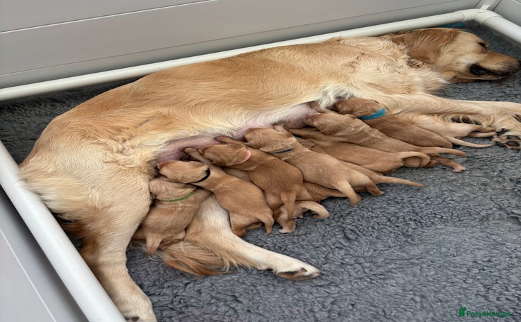 Golden Retriever dogs - Advert 3