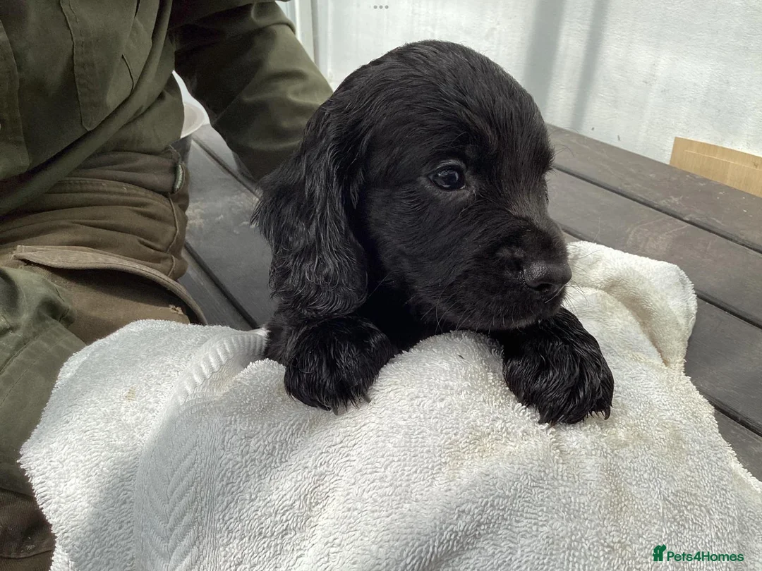 Cocker Spaniel dogs for stud: Working cockier spaniel stud  in Birkenhead - Advert 6