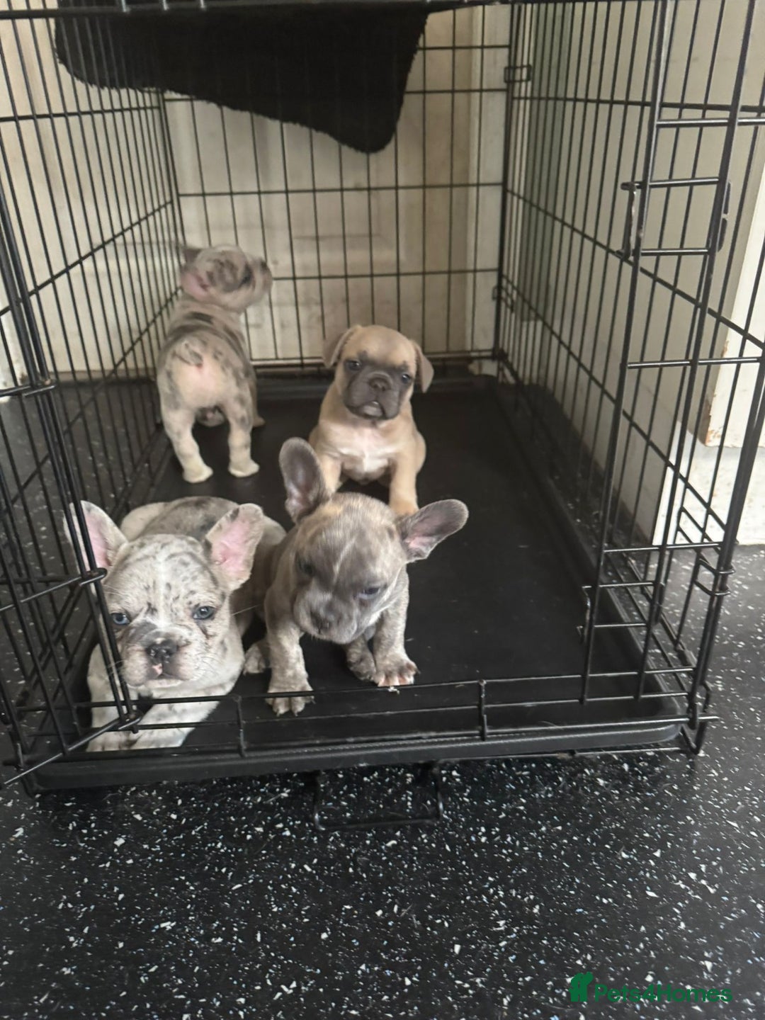 French Bulldog dogs for sale: Exceptional French Bulldog Puppies  - Advert 1