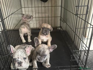 French Bulldog dogs Exceptional French Bulldog Puppies - Advert 1