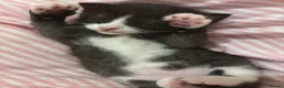 Mixed Breed cats for sale: Two male kittens  - Advert 4