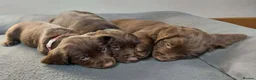 Sprocker dogs for sale: Sprocker ( Springer x Cocker ) pups for sale - Advert 4