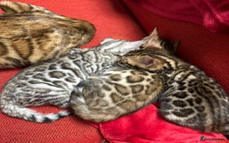 Bengal cats for sale: Beautiful TICA Registered Active Bengal female cat - Image 18