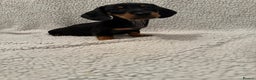 Miniature Dachshund dogs for sale: Miniature dachshund READY NOW - Advert 8