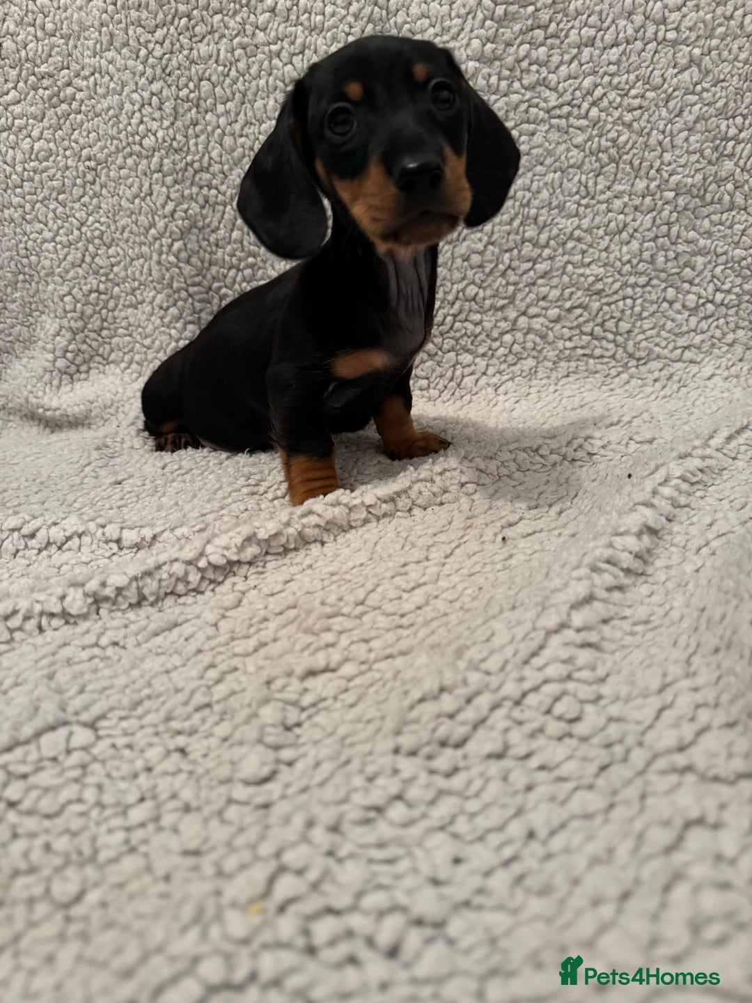 Miniature Dachshund dogs for sale: Miniature dachshund READY NOW - Advert 8