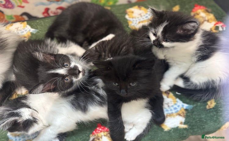 Mixed Breed cats - Advert 5